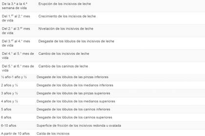 Cómo calcular la edad de tu perro a través de los dientes