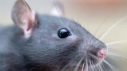 Poco a poco, Richter comenzó a darle respuesta a sus interrogantes