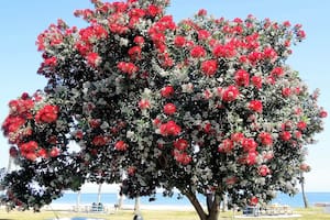 El particular árbol de Navidad de Nueva Zelanda que no tiene nada que ver con un pino