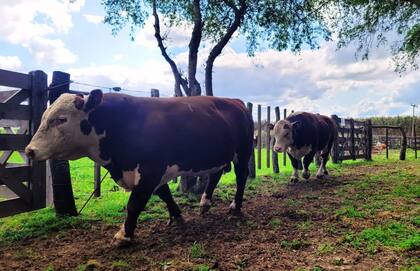 Como conclusión de las pruebas pastoriles, Munilla explicó que se hace un remate dentro de la experimental, donde se venden los toros que se evaluaron durante más de un año y allí los productores acceden a toda esta información, con el objetivo de contar con toros y vacas con calidad comprobada