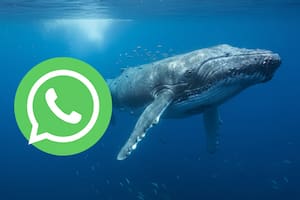 Cómo configurar el "modo ballena azul" de WhatsApp
