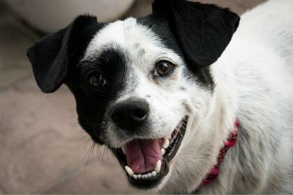 Cómo cuidar a nuestros perros de los ácaros