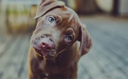 Cómo cuidar a nuestros perros de los ácaros