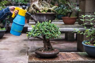 Esta es forma ideal de cuidar un árbol de bonsái de jade