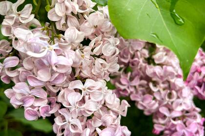 Como describió la poeta estadounidense Emily Dickinson: ”Las lilas, esos tiernos susurros de la primavera, le hablan alma con su suave presencia”