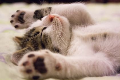 Cómo duermen los gatos cuando están enfermos