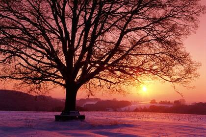 Como el roble que soporta lo que otros no pueden, los ancidos bajo este signo tiene gran determinación