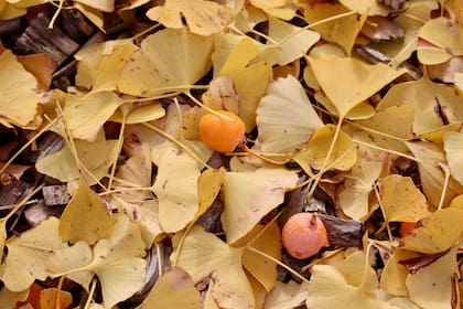 Como en el Mago de Oz, una alfombra amarilla tiñe los alrededores del Ginkgo biloba. Aquí con algunos de sus frutos