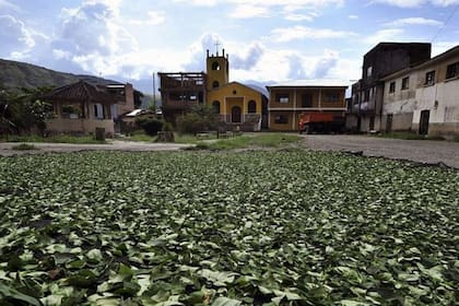 Como en muchas partes de la región, en Mururata se cultiva la hoja de coca