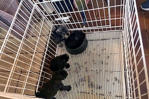 Tenía un criadero ilegal de perros en su departamento y lo absolvieron, pero ahora deberán volver a juzgarlo