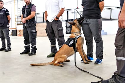 Un perro detecta pseudomarihuana en el bolsillo de uno de los entrenadores durante una sesión de adiestramiento 