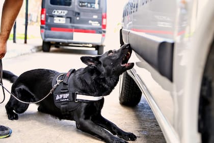Un perro detecta el aroma de pseudomarihuana (un químico que simula el olor de la droga) en una camioneta durante una sesión de entrenamiento