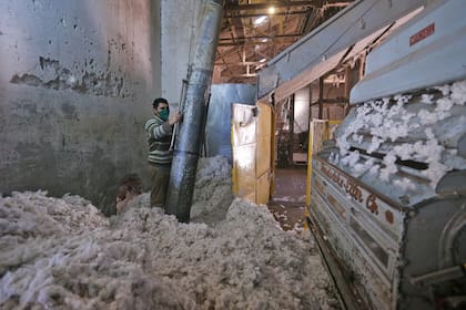 Una cooperativa es la que aglutina a los productores de algodón.