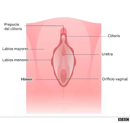 ¿Cómo es entonces realmente el himen y qué le sucede exactamente después de la primera relación sexual?