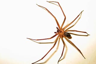 Murió una beba de un año y medio por la mordedura de una araña