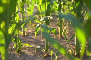 Cómo es la nueva y poderosa solución para combatir malezas