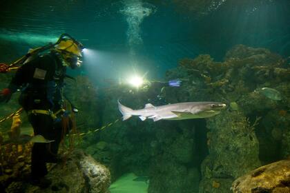 El trabajo debe ser muy minucioso para evitar accidentes
