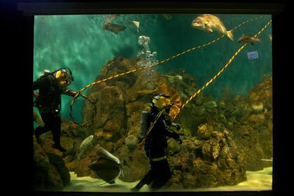 Cómo es reparar un acuario con los peces y un millón de litros de agua adentro. Temaikén