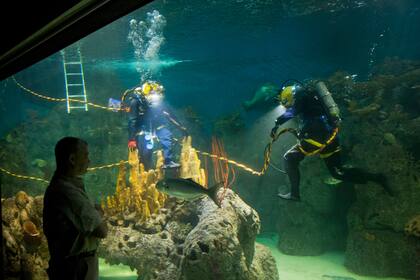 El proceso durará hasta fines de mayo