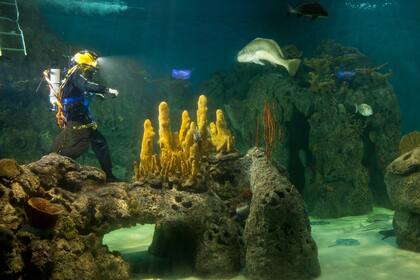 El equipo en acción