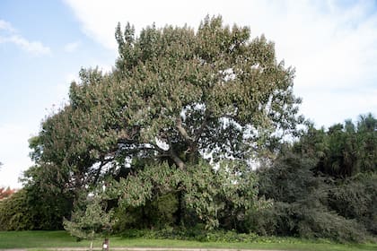 Como especie de uso ornamental, ubicada en grandes parques, el kiri entrega una intensa floración perfumada de color lila claro. Puede alcanzar entre 10 y 15 metros de altura y un diámetro de copa globosa, ligeramente irregular, de cinco a siete metros.