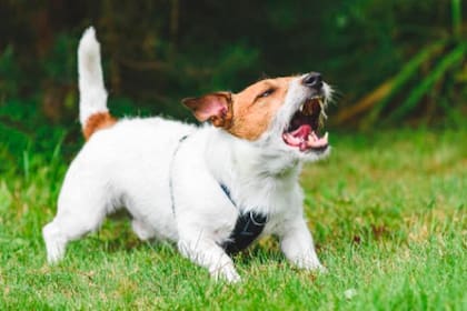 Cómo evitar que un perro ladre mucho