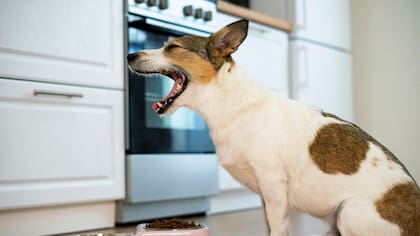 Cómo evitar que un perro ladre mucho y moleste a los vecinos