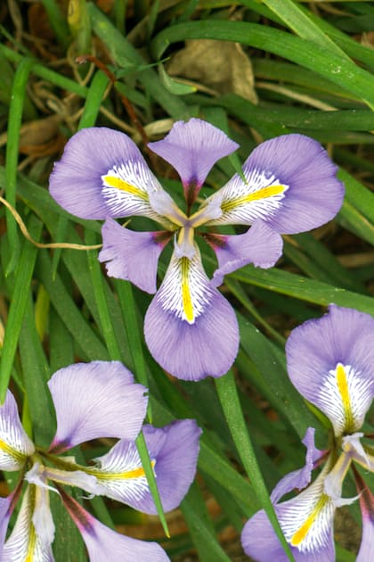Como flor de corte, es mejor cortar las flores del Iris unguicularis antes de que abran.