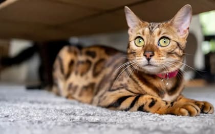 Cómo funciona la memoria en un gato