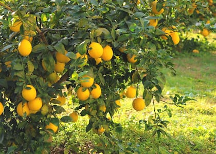 Cómo hacer crecer un limonero en menos de 30 días
