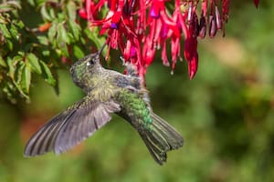 Cómo hacer para que los colibríes visiten tu casa: las plantas que más les gustan