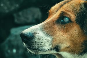 Cómo identificar que mi perro se está quedando ciego