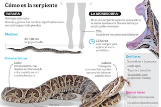 Consejos ante la picadura de una serpiente yarará