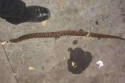 La aparición de una serpiente yarará provocó confusión en el barrio de Retiro