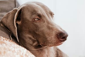 Cómo la otitis podría afectar la vida de los perros