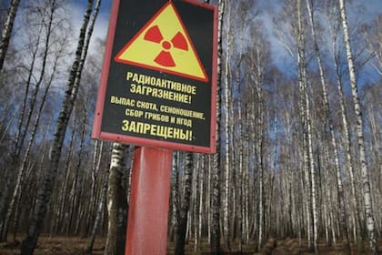 Está prohibido ingresar a vastas áreas de Ucrania y Bielorrusia por la contaminación radiactiva, pero la vida vegetal allí está floreciendo
