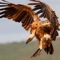 Descubrieron que los buitres podrían frenar la reproducción de pitones birmanas en los Everglades