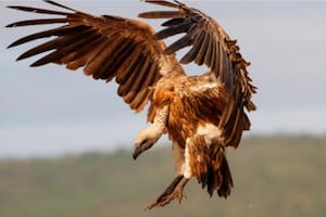 Descubrieron que los buitres podrían frenar la reproducción de pitones birmanas en los Everglades