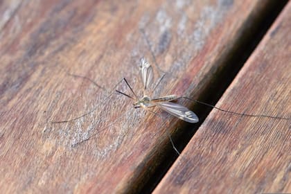 Cómo mantener el jardín libre de mosquitos por la noche