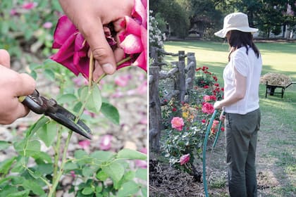 Como otras especies, las rosas también requieren cuidados específicos en verano.