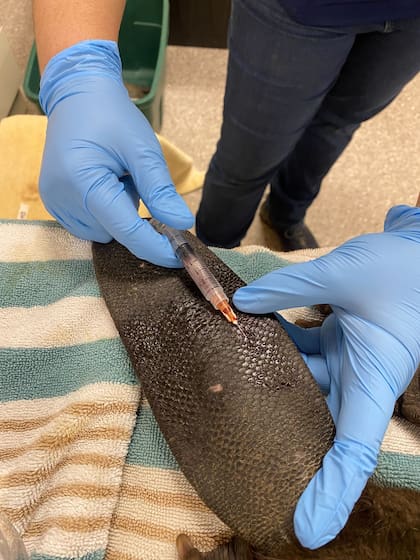 Como parte de su evaluación clínica, se tomó una muestra de sangre de la cola del castor.