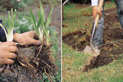 Como parte del calendario otoñal de tareas, es importante dividir herbáceas perennes (izquierda) y delinear los nuevos canteros (derecha).