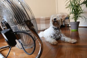 Cómo prevenir un golpe de calor en tu mascota este verano