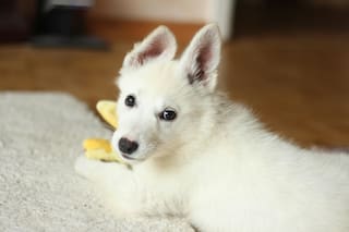 Las claves para cuidar a tu mascota frente a la pirotecnia de Navidad y Año Nuevo