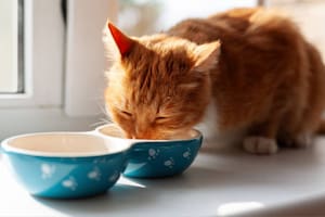Por qué los gatos piden comida cuando sus platos están llenos