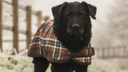 ¿Cómo saber si mi mascota tiene obesidad?