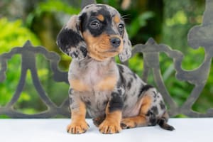 Cómo saber si tu perro salchicha tiene la particularidad de arlequín