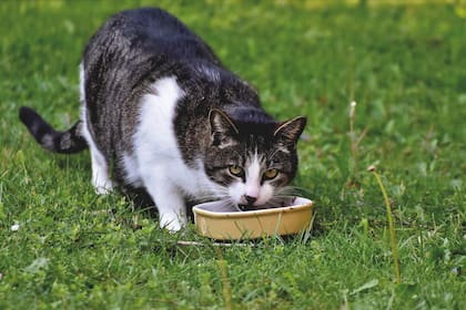 Cómo se deben alimentar los gatos