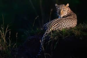 ¿Cómo se forman esas manchas?