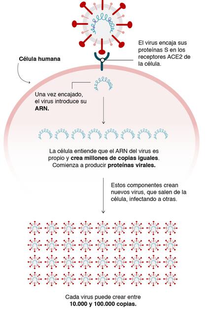 Cómo se reproduce el virus en el cuerpo